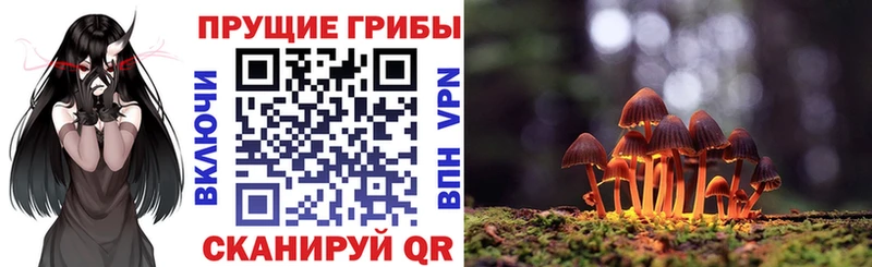 Псилоцибиновые грибы Cubensis  как найти   Полярный 